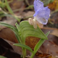 Commelina ensifolia R.Br.